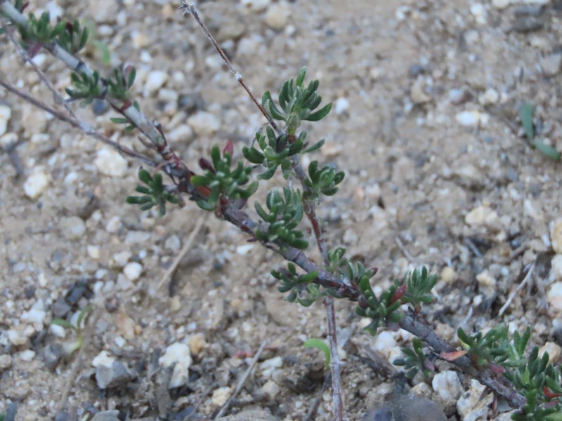 Eriogonum wrightii var. membranaceum photo 3