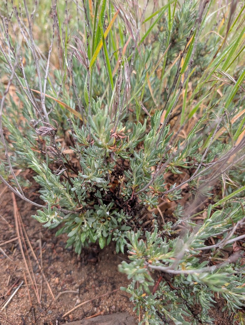 Eriogonum wrightii var. membranaceum photo 4
