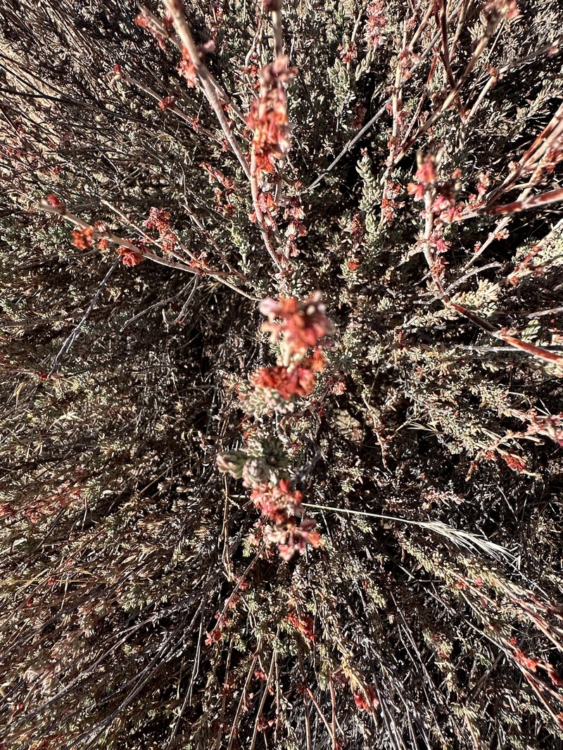 Eriogonum wrightii var. membranaceum photo 5
