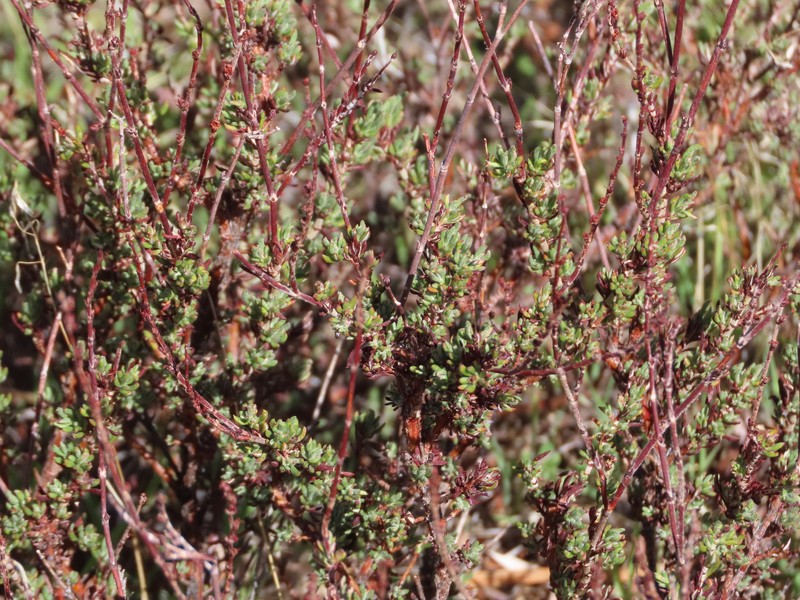 Eriogonum wrightii var. membranaceum photo 6