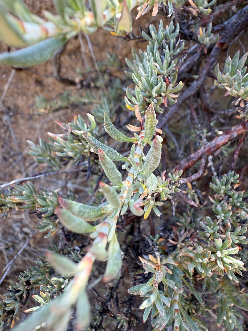 Eriogonum wrightii var. membranaceum photo 7