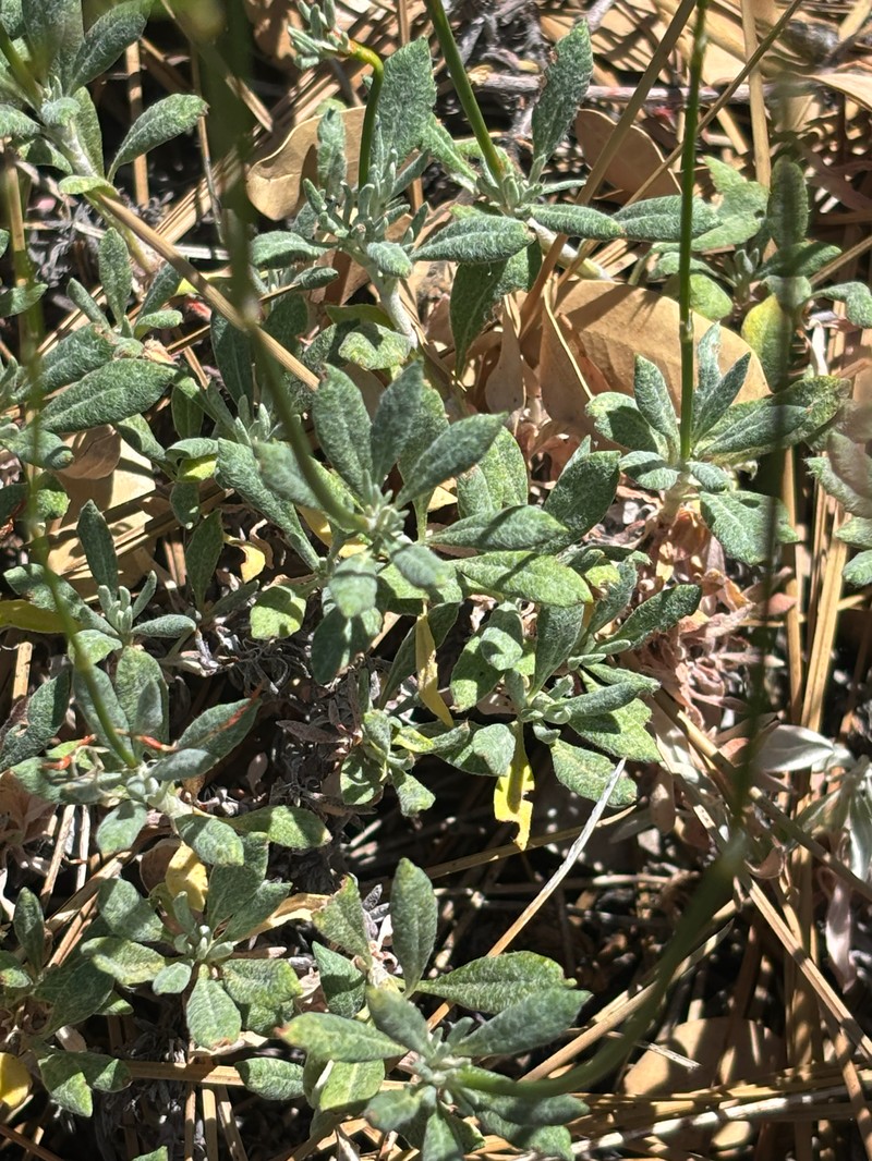 Eriogonum wrightii var. membranaceum photo 8