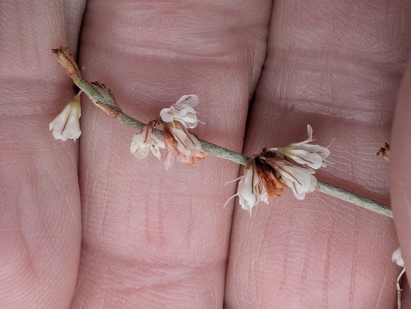 Eriogonum wrightii var. nodosum