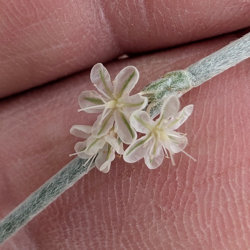 Eriogonum wrightii var. nodosum photo 2