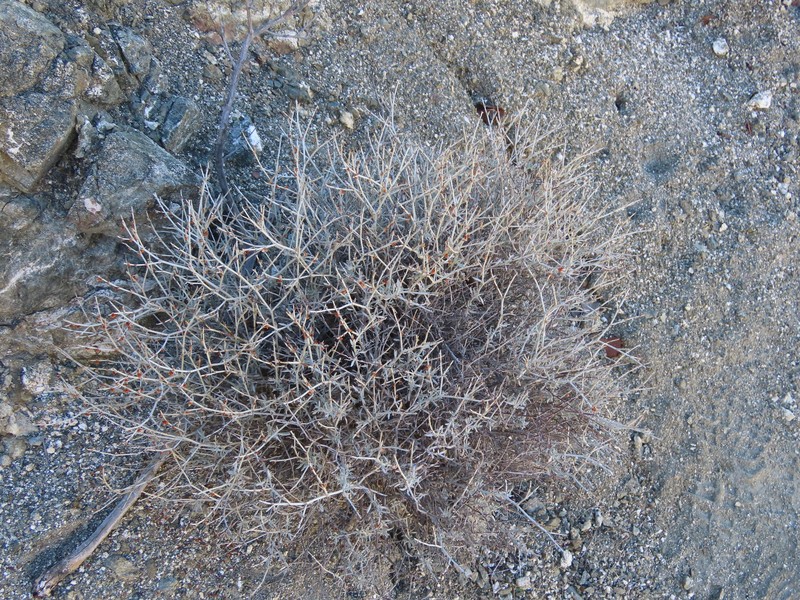 Eriogonum wrightii var. nodosum photo 3