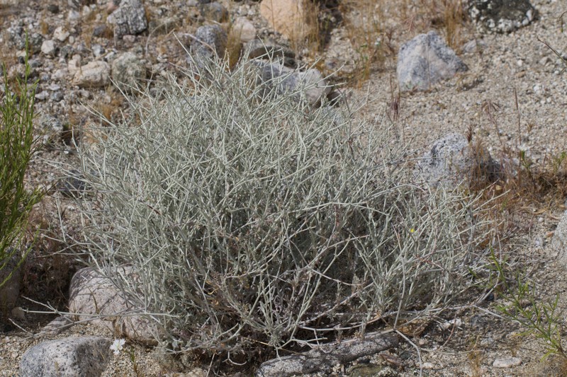 Eriogonum wrightii var. nodosum photo 4