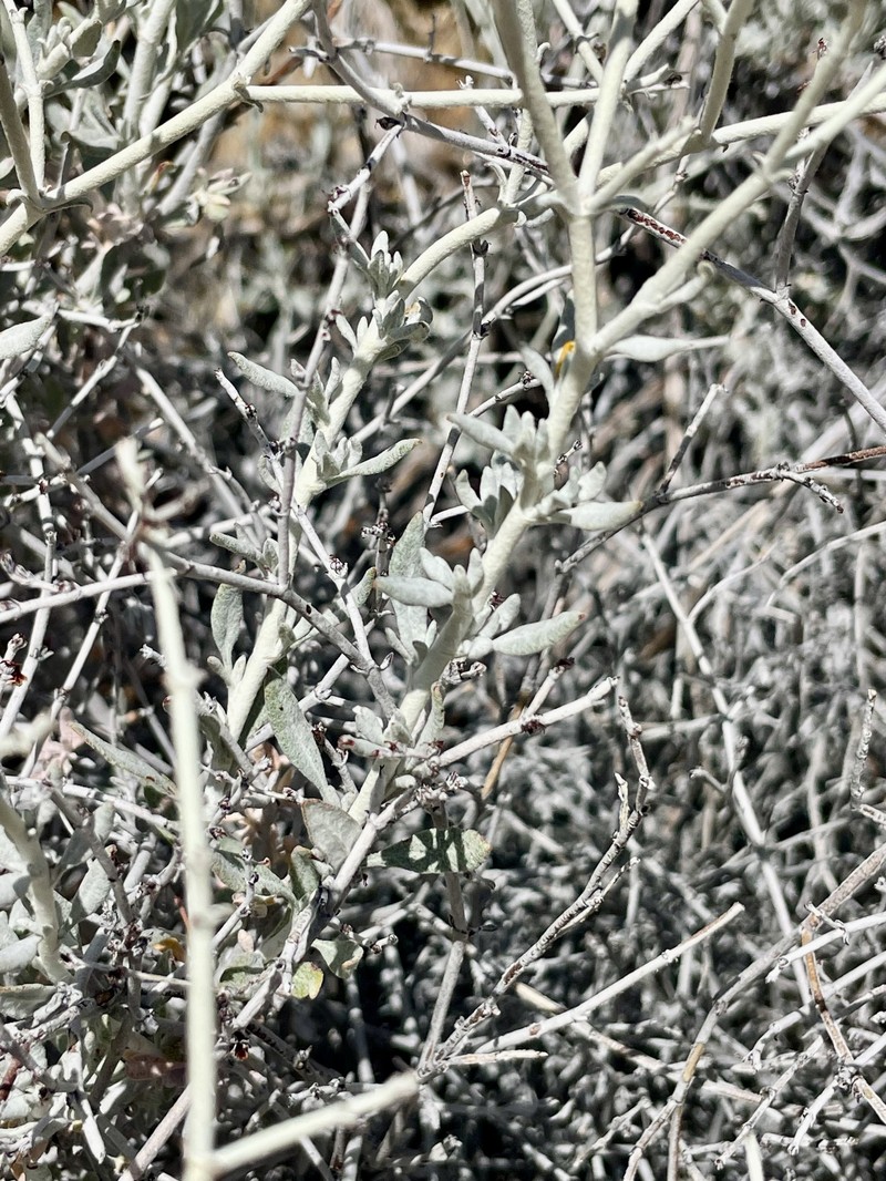 Eriogonum wrightii var. nodosum photo 5