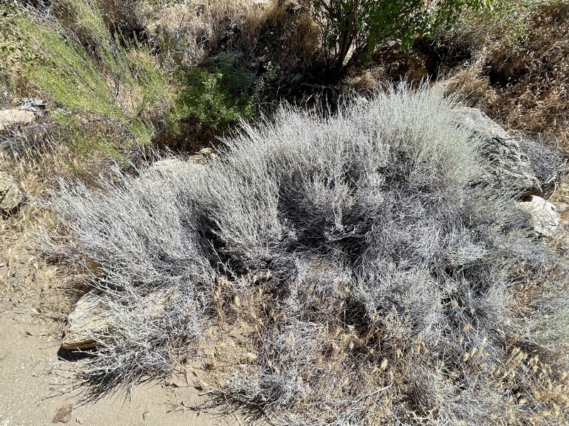 Eriogonum wrightii var. nodosum photo 6