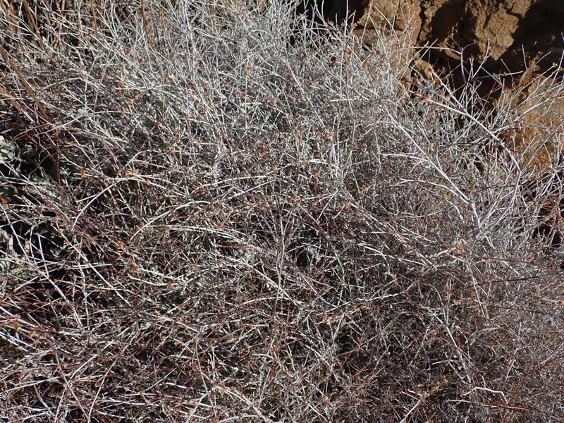 Eriogonum wrightii var. nodosum photo 7