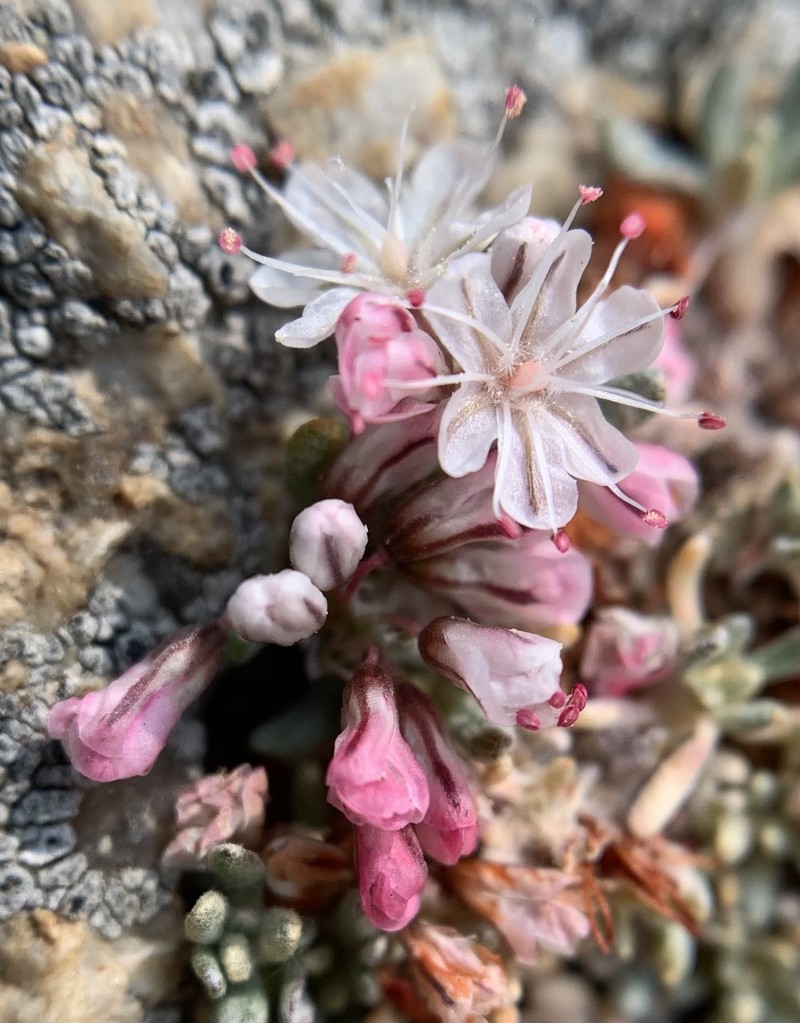 Eriogonum wrightii var. olanchense