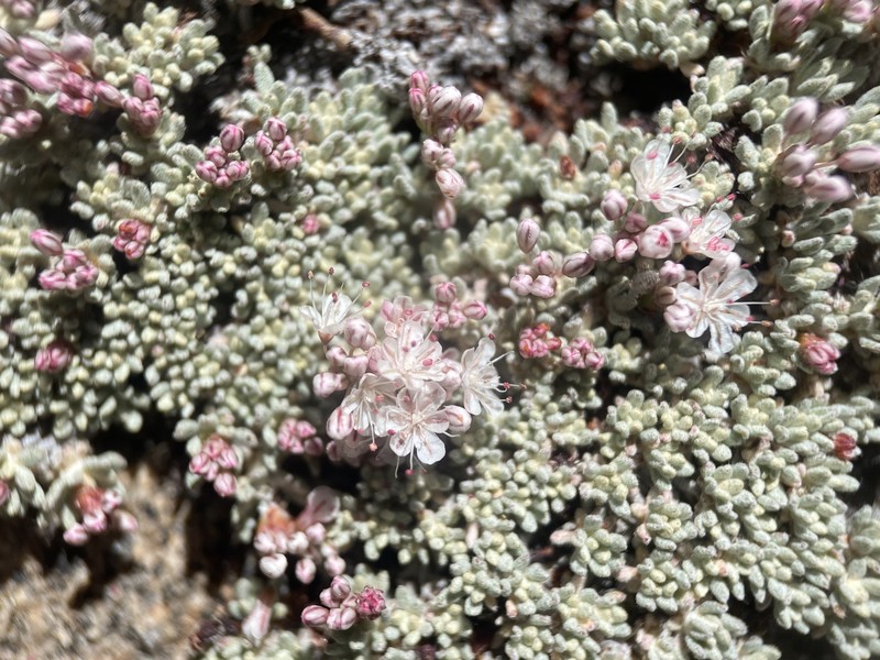 Eriogonum wrightii var. olanchense photo 2