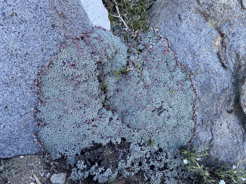Eriogonum wrightii var. olanchense photo 3
