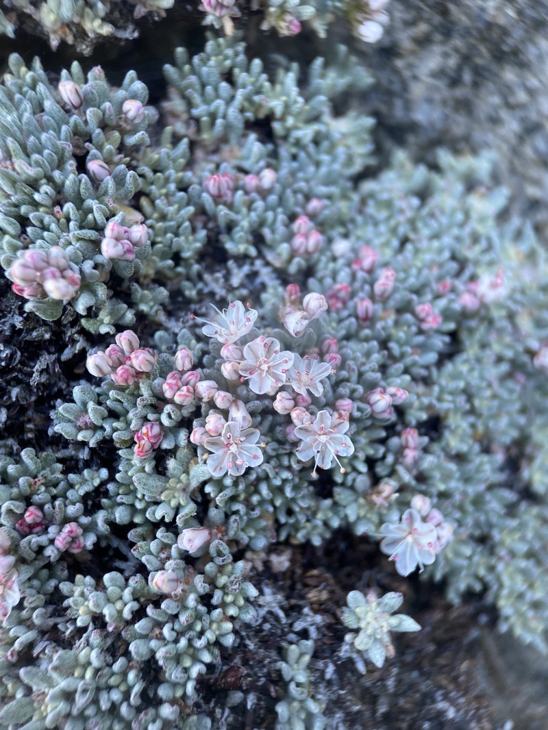 Eriogonum wrightii var. olanchense photo 4