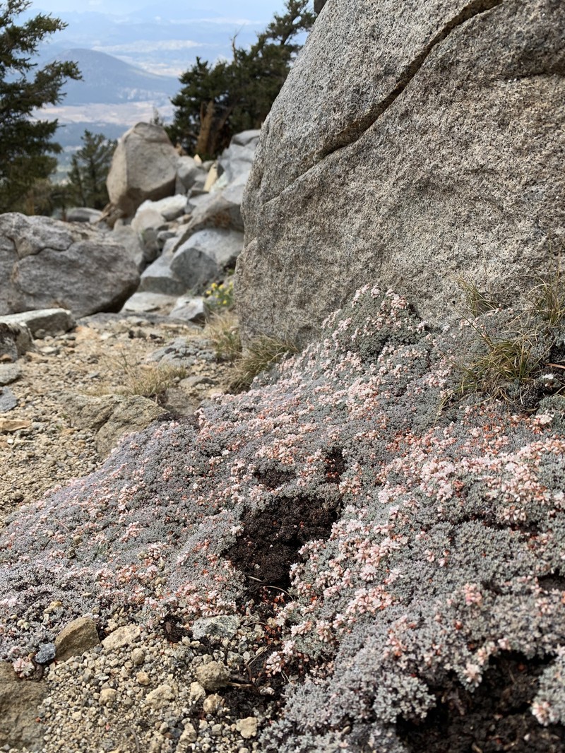 Eriogonum wrightii var. olanchense photo 5