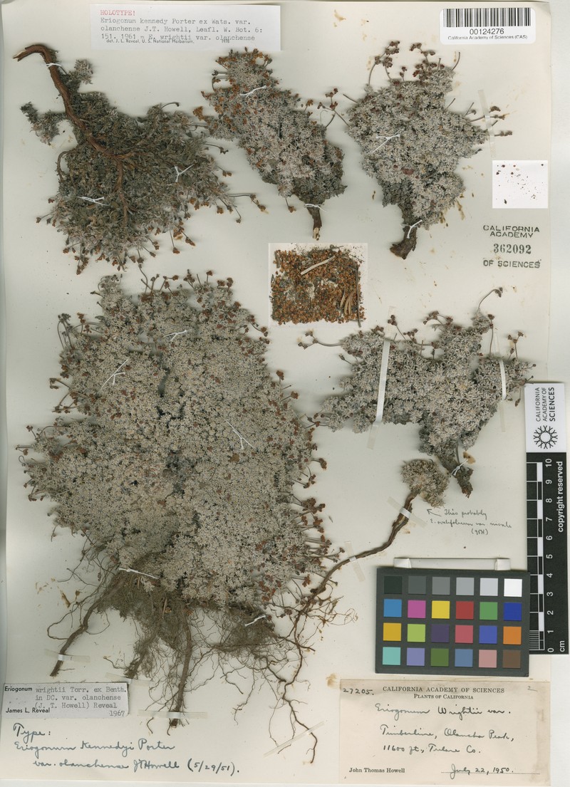 Eriogonum wrightii var. olanchense photo 6