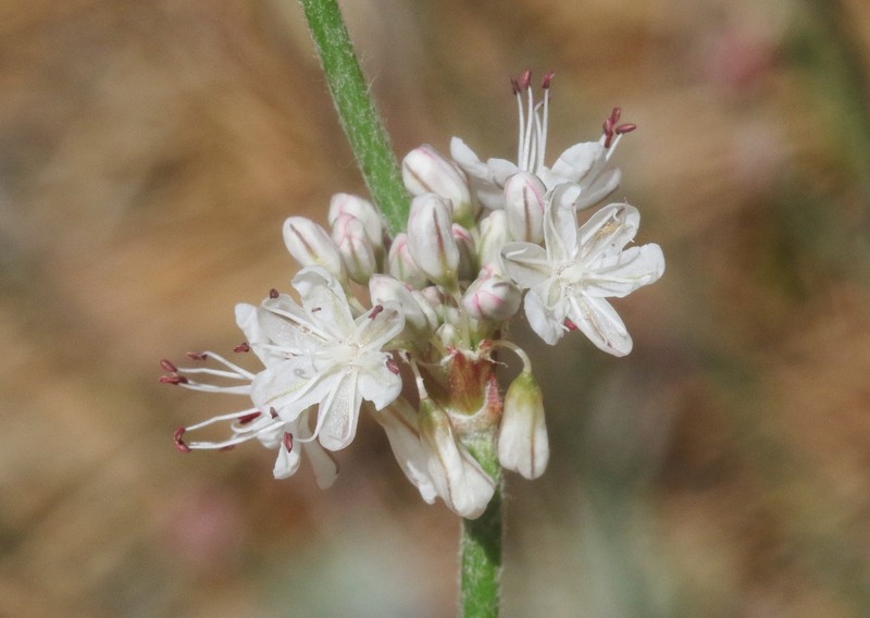 Eriogonum wrightii var. oresbium