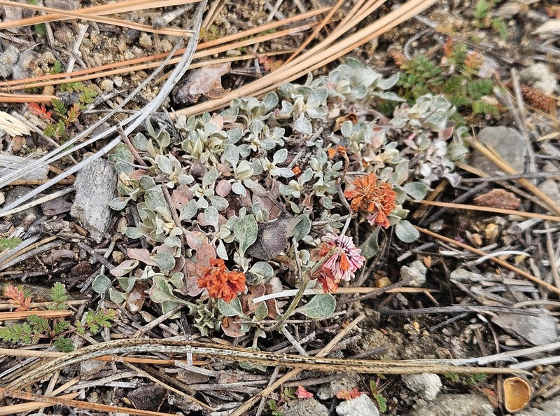 Eriogonum wrightii var. oresbium photo 2
