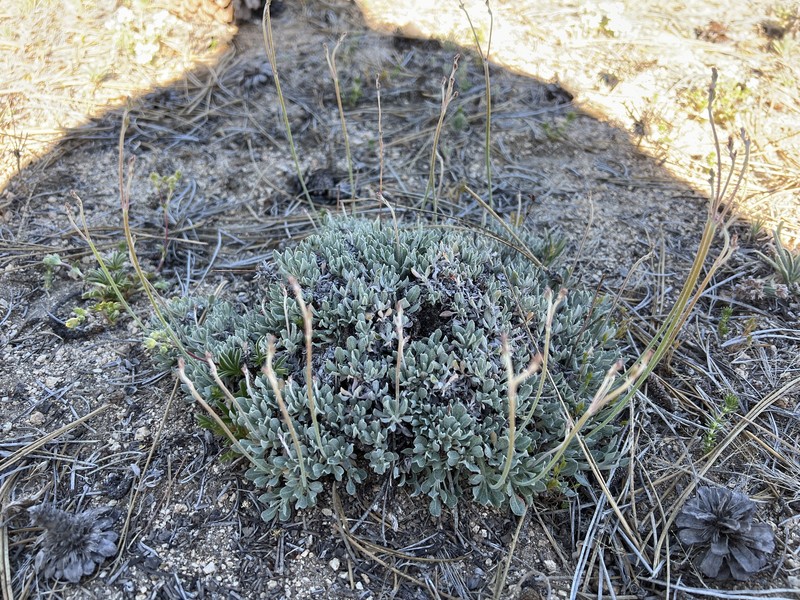 Eriogonum wrightii var. oresbium photo 3