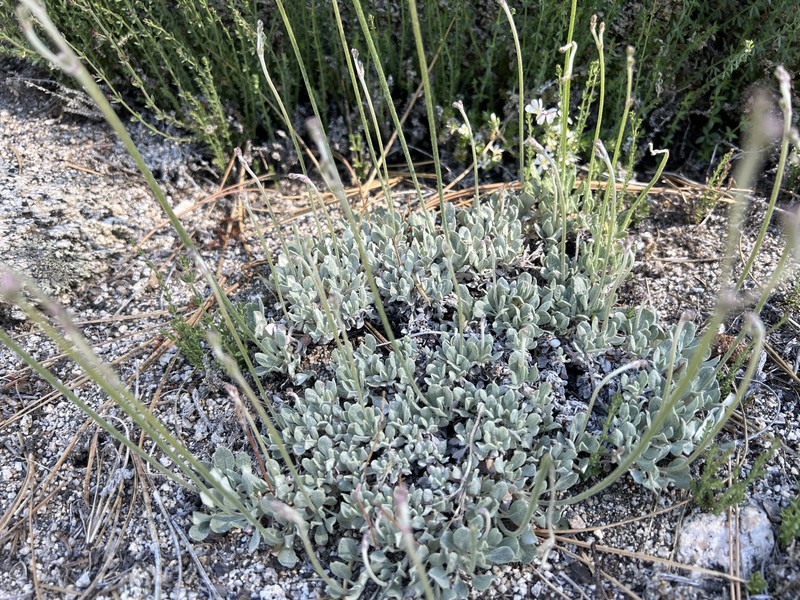 Eriogonum wrightii var. oresbium photo 4