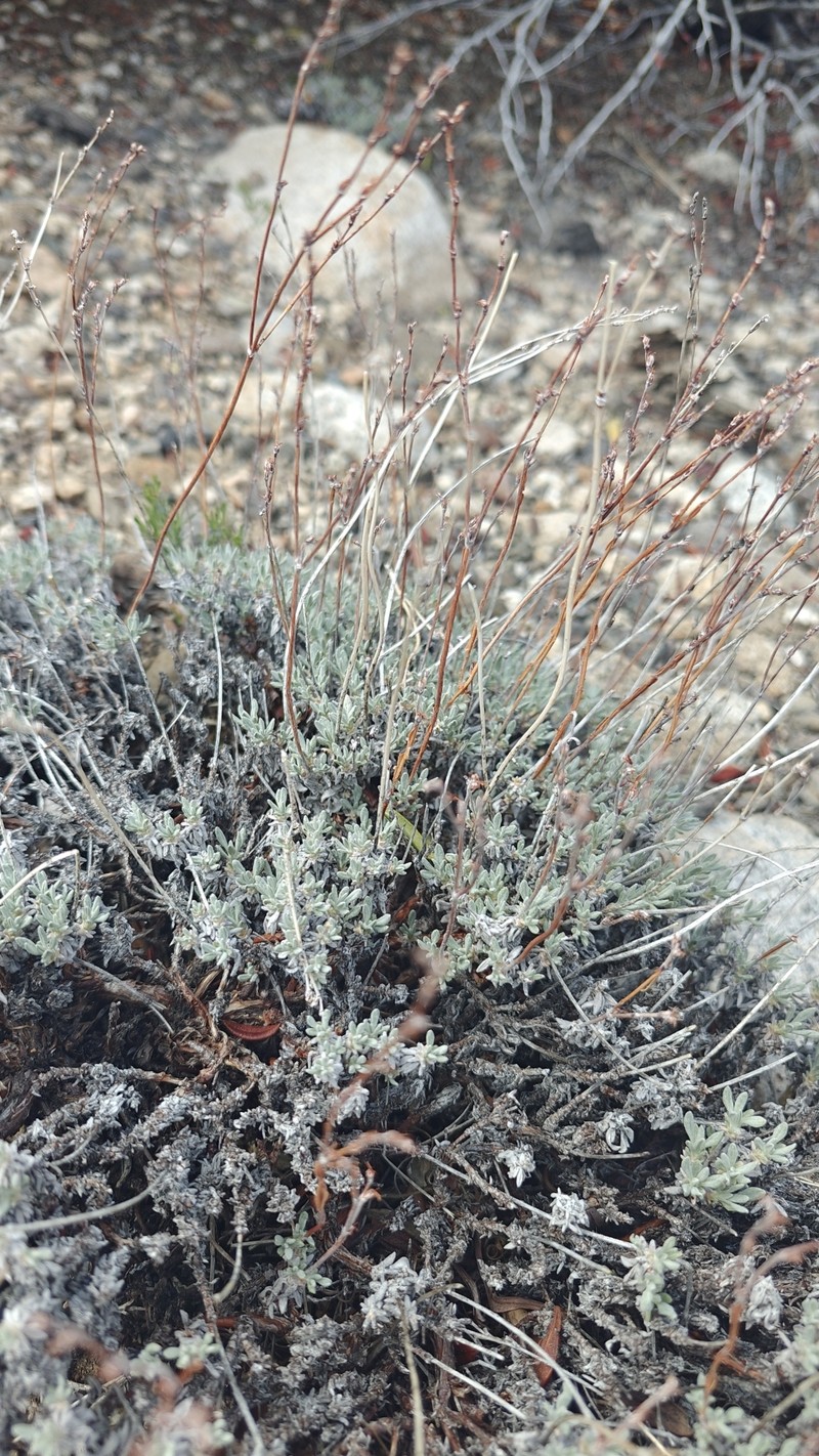 Eriogonum wrightii var. subscaposum
