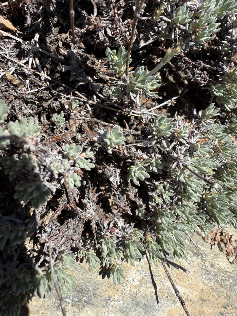Eriogonum wrightii var. subscaposum photo 2