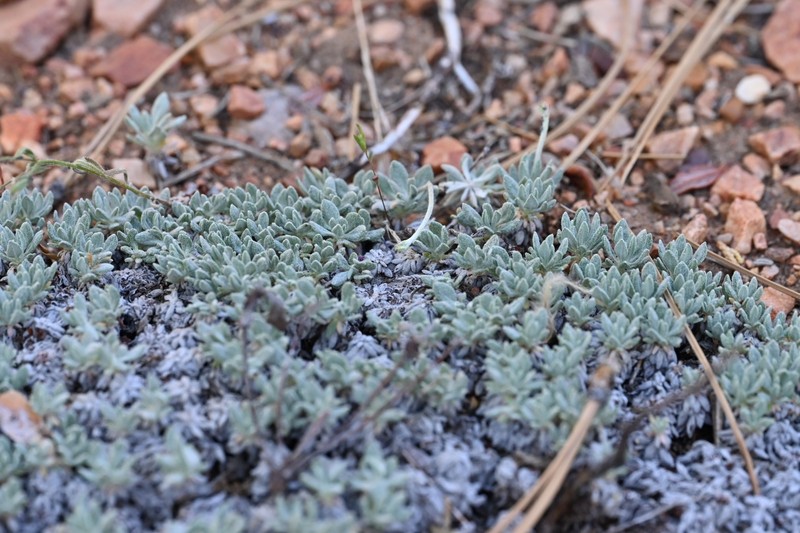 Eriogonum wrightii var. subscaposum photo 3