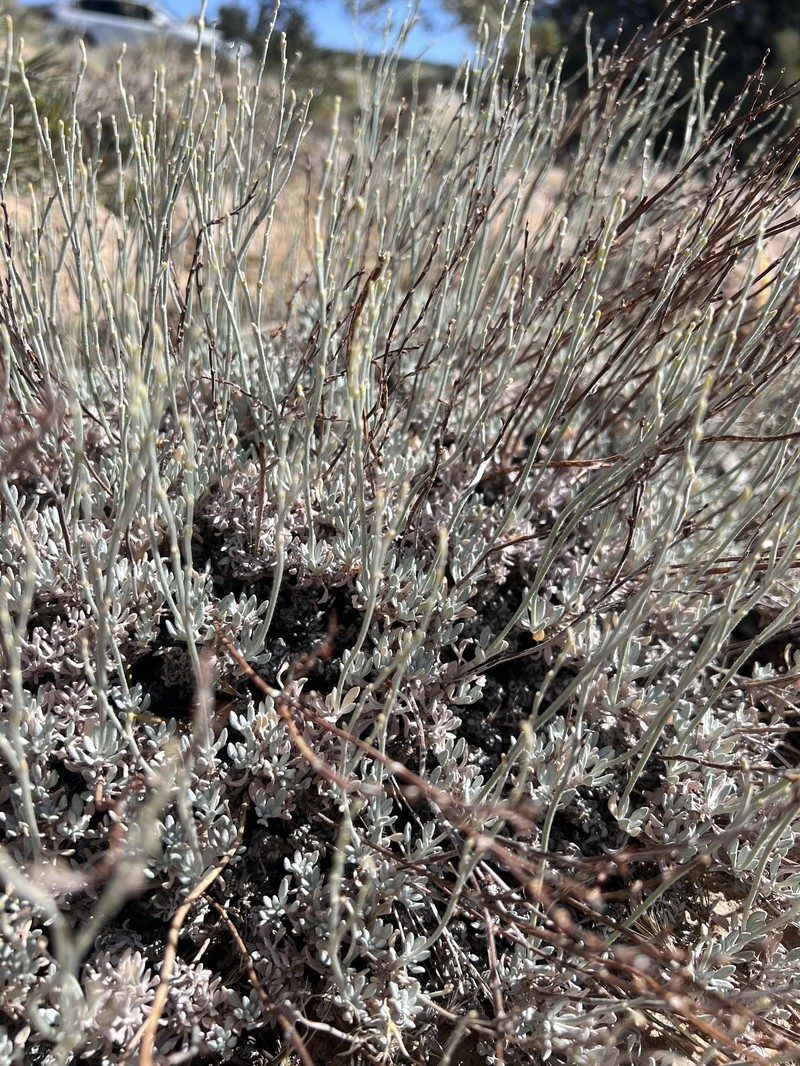 Eriogonum wrightii var. subscaposum photo 4