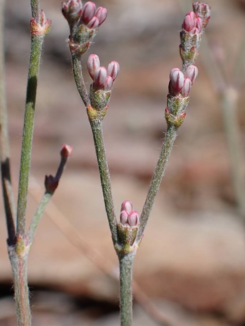 Eriogonum wrightii var. subscaposum photo 5