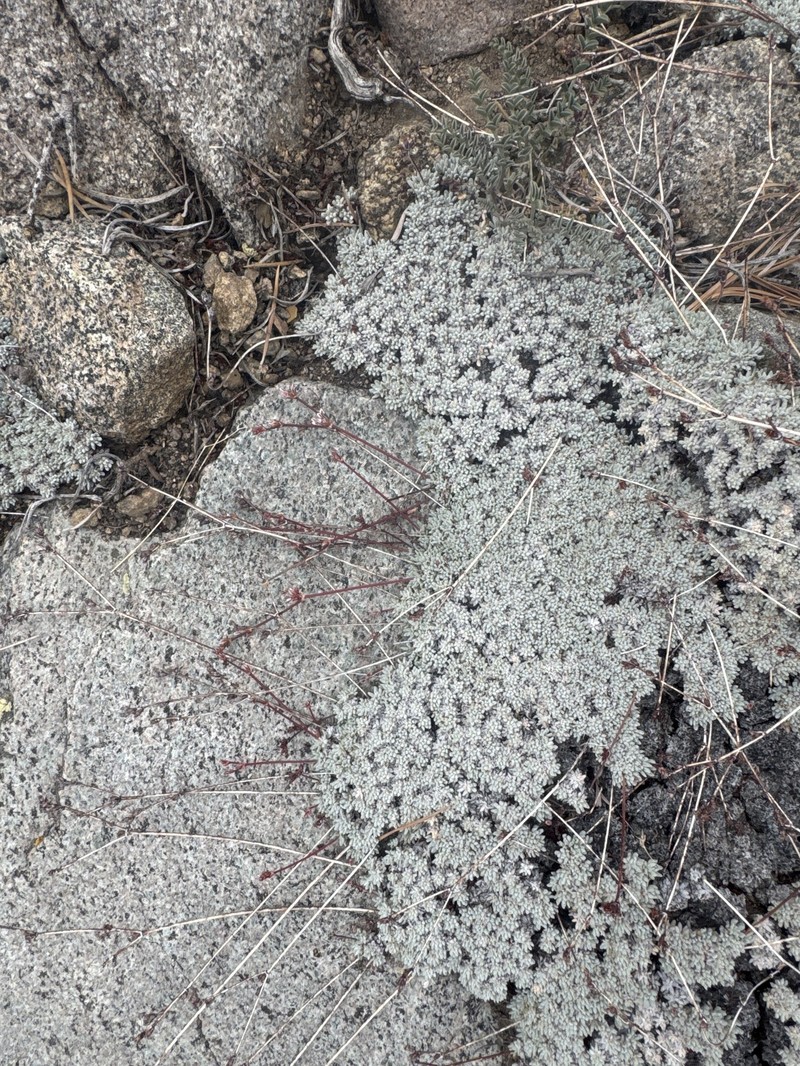 Eriogonum wrightii var. subscaposum photo 6
