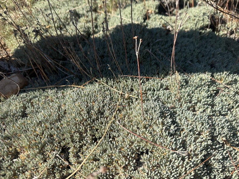 Eriogonum wrightii var. subscaposum photo 7