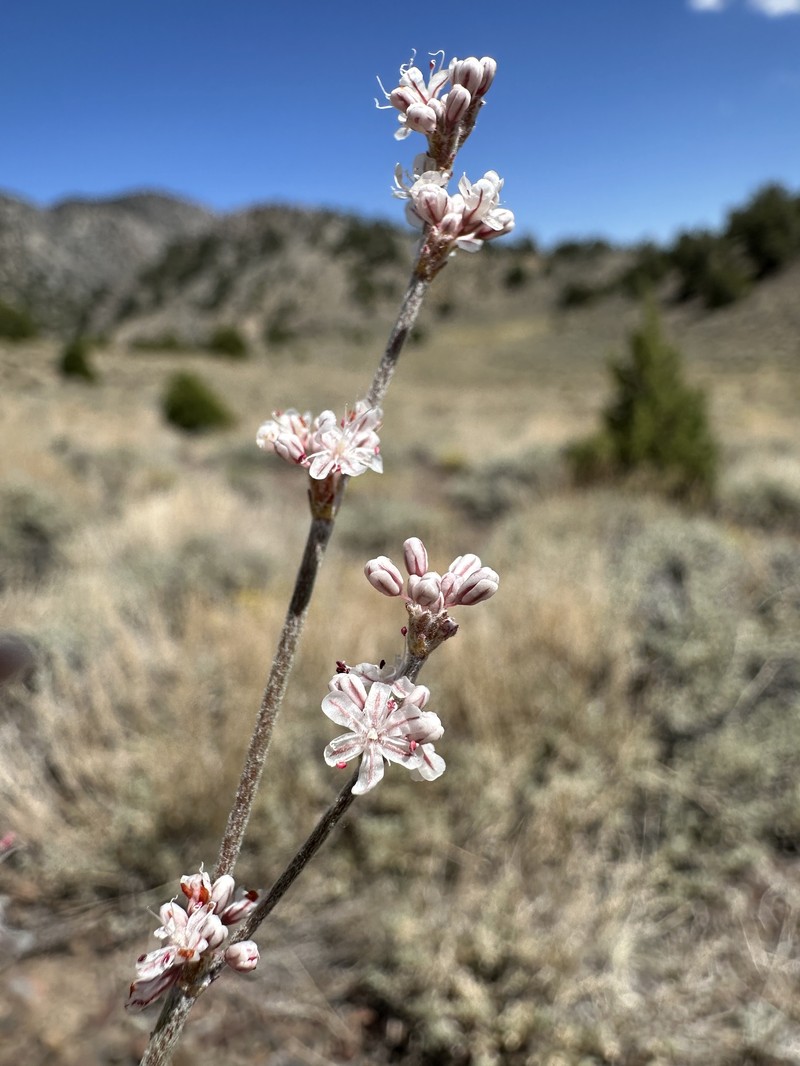 Eriogonum wrightii var. subscaposum photo 8