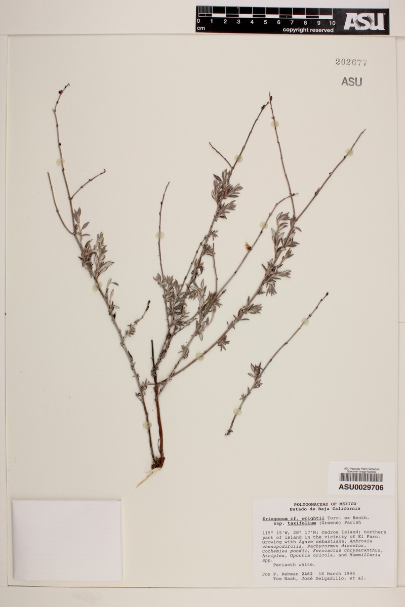 Eriogonum wrightii var. taxifolium