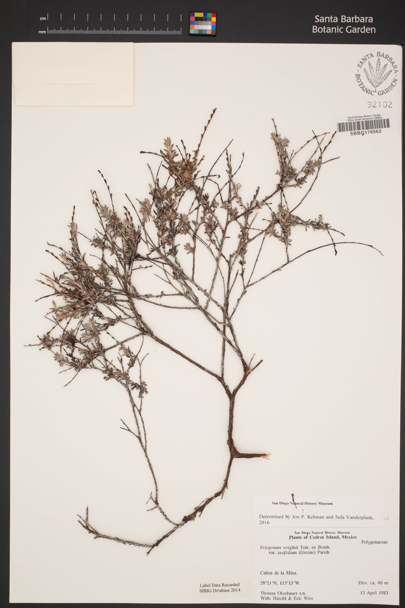 Eriogonum wrightii var. taxifolium photo 2