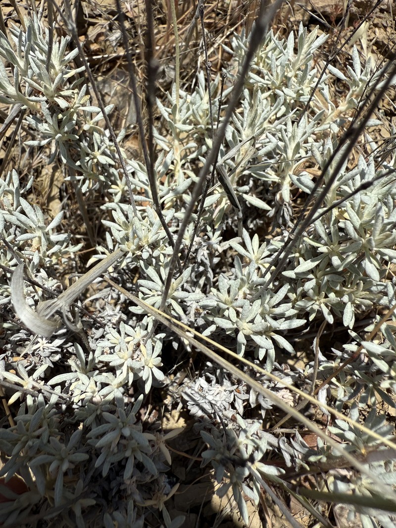Eriogonum wrightii var. trachygonum