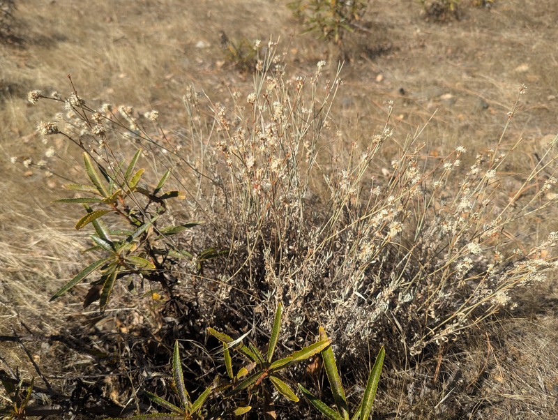 Eriogonum wrightii var. trachygonum photo 2