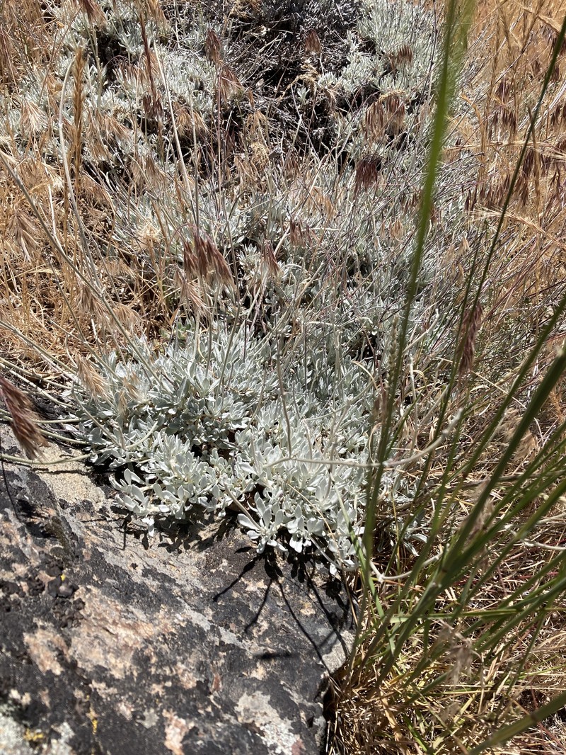 Eriogonum wrightii var. trachygonum photo 3