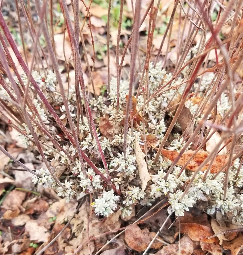Eriogonum wrightii var. trachygonum photo 4