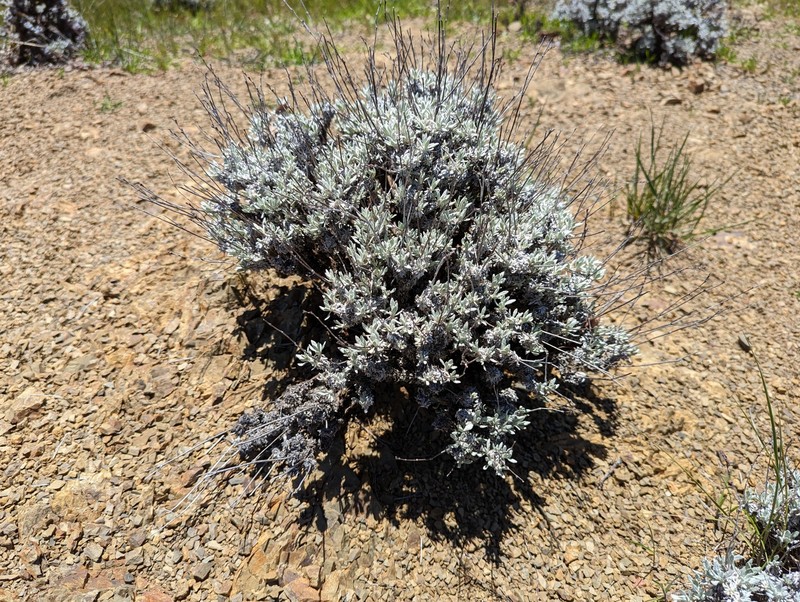 Eriogonum wrightii var. trachygonum photo 5