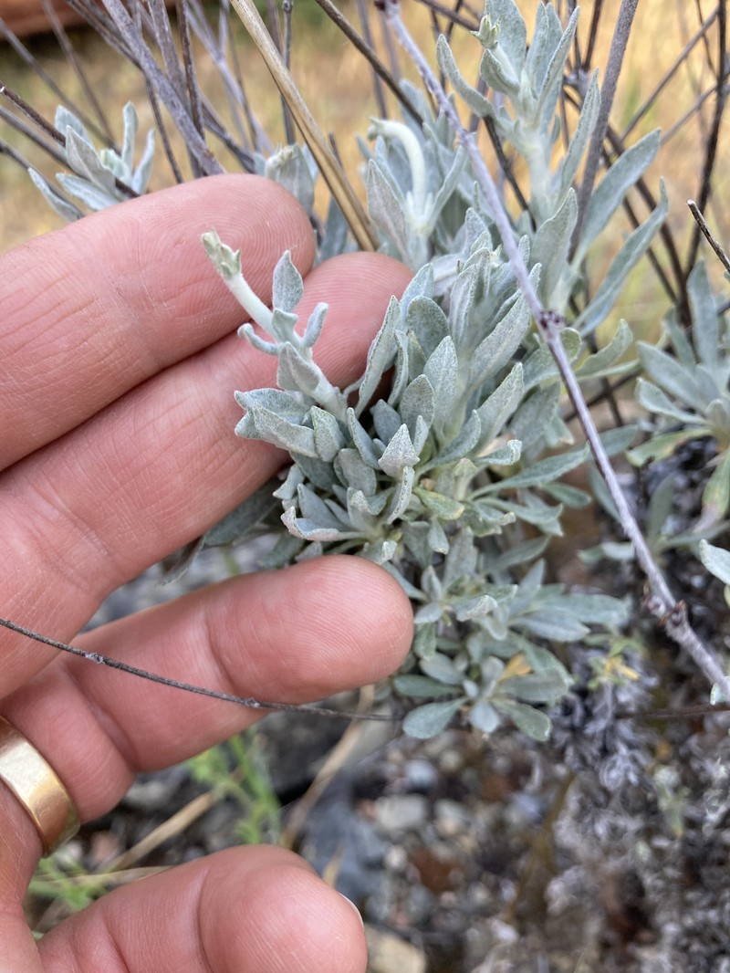 Eriogonum wrightii var. trachygonum photo 6