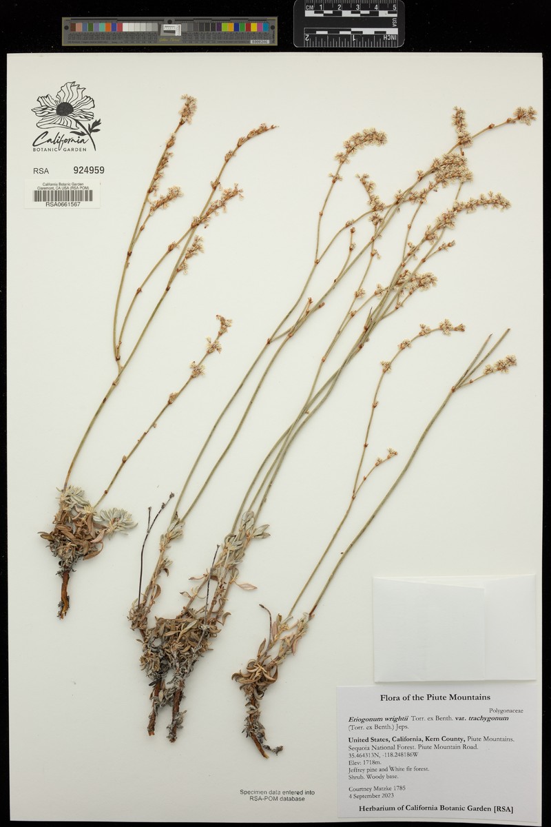 Eriogonum wrightii var. trachygonum photo 7