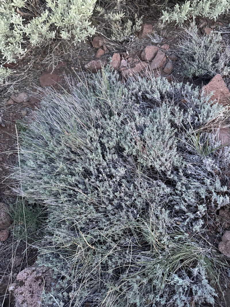 Eriogonum wrightii var. wrightii