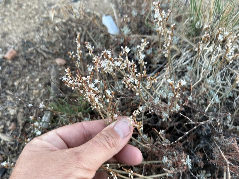 Eriogonum wrightii var. wrightii photo 2