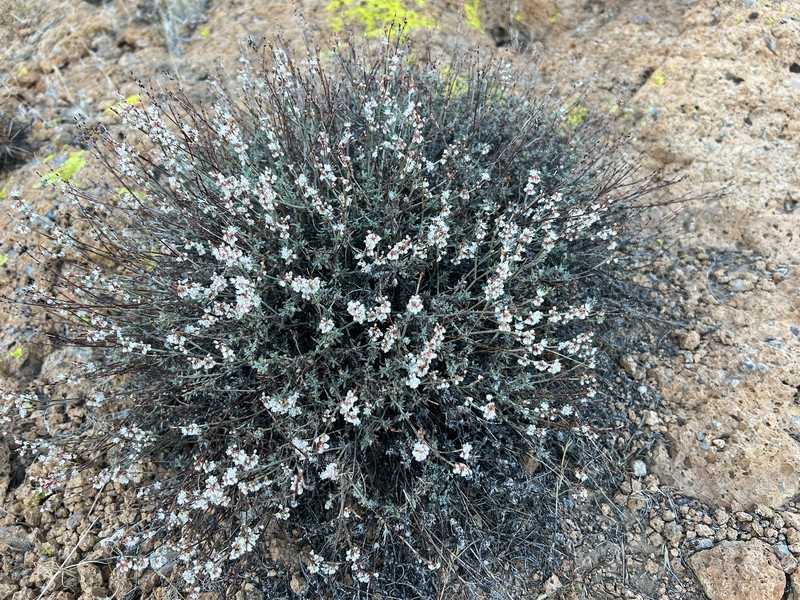 Eriogonum wrightii var. wrightii photo 3