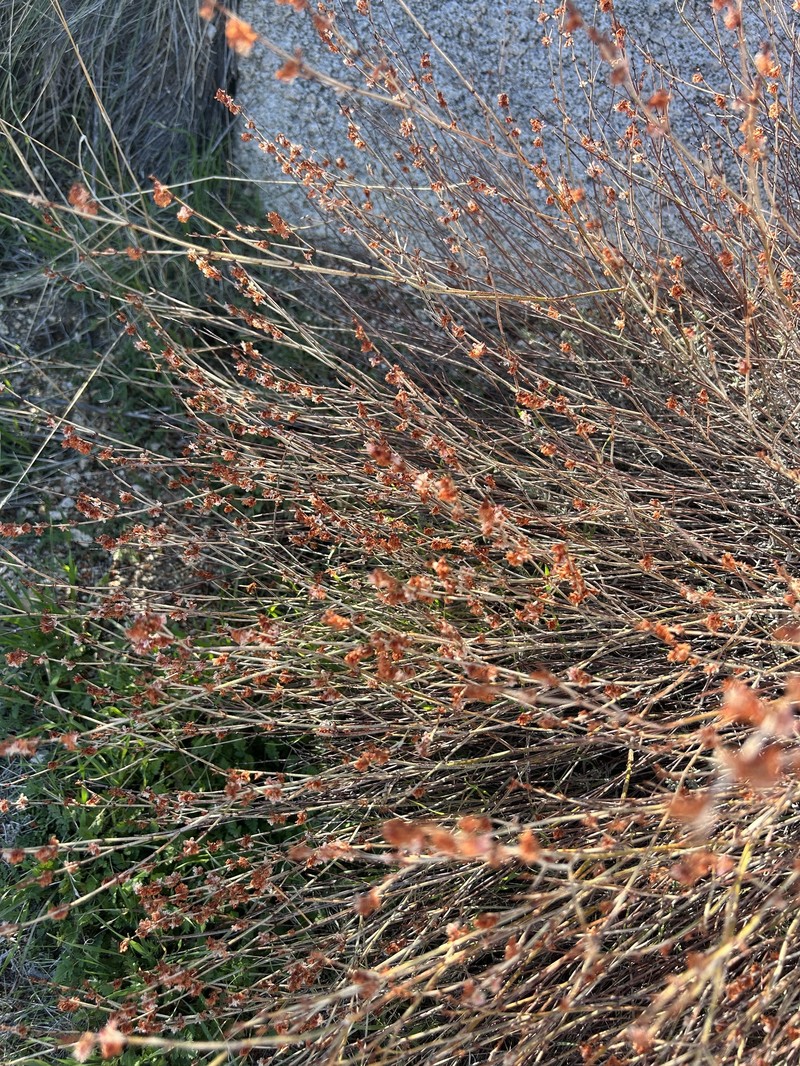 Eriogonum wrightii var. wrightii photo 4