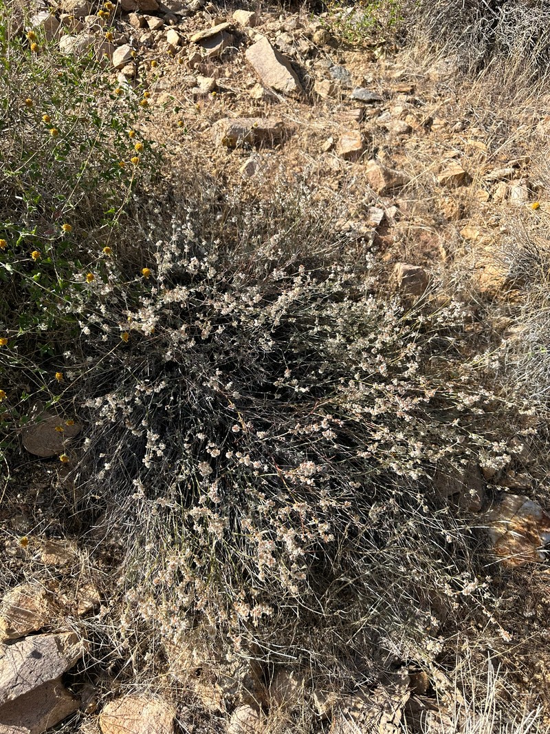 Eriogonum wrightii var. wrightii photo 5