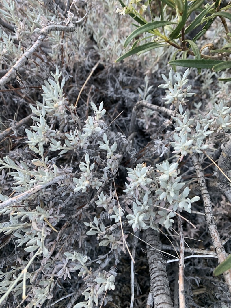 Eriogonum wrightii var. wrightii photo 6