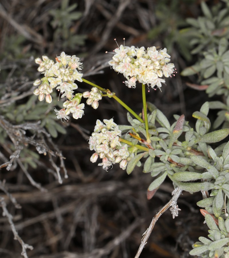 Eriogonum wrightii var. wrightii photo 7