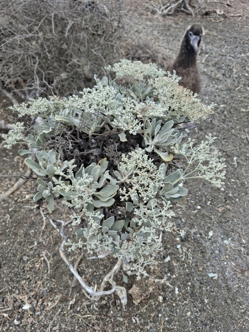 Eriogonum zapatoense