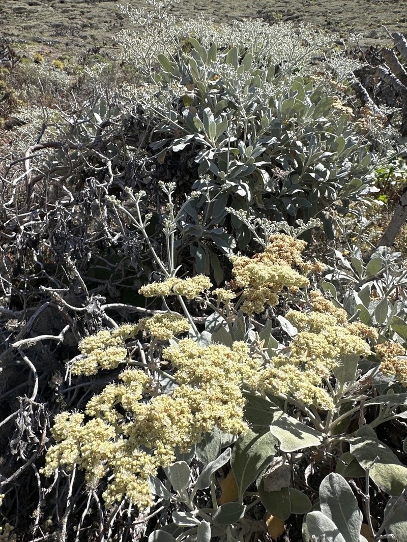 Eriogonum zapatoense photo 2