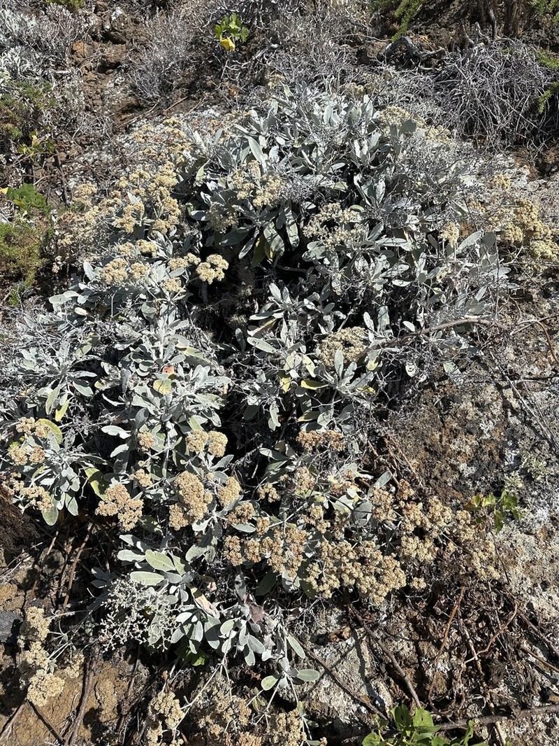 Eriogonum zapatoense photo 3